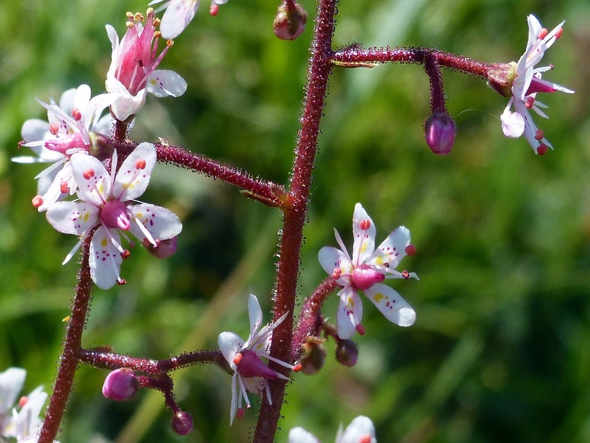 Saxifraga umbrosa (Saxifragaceae)
